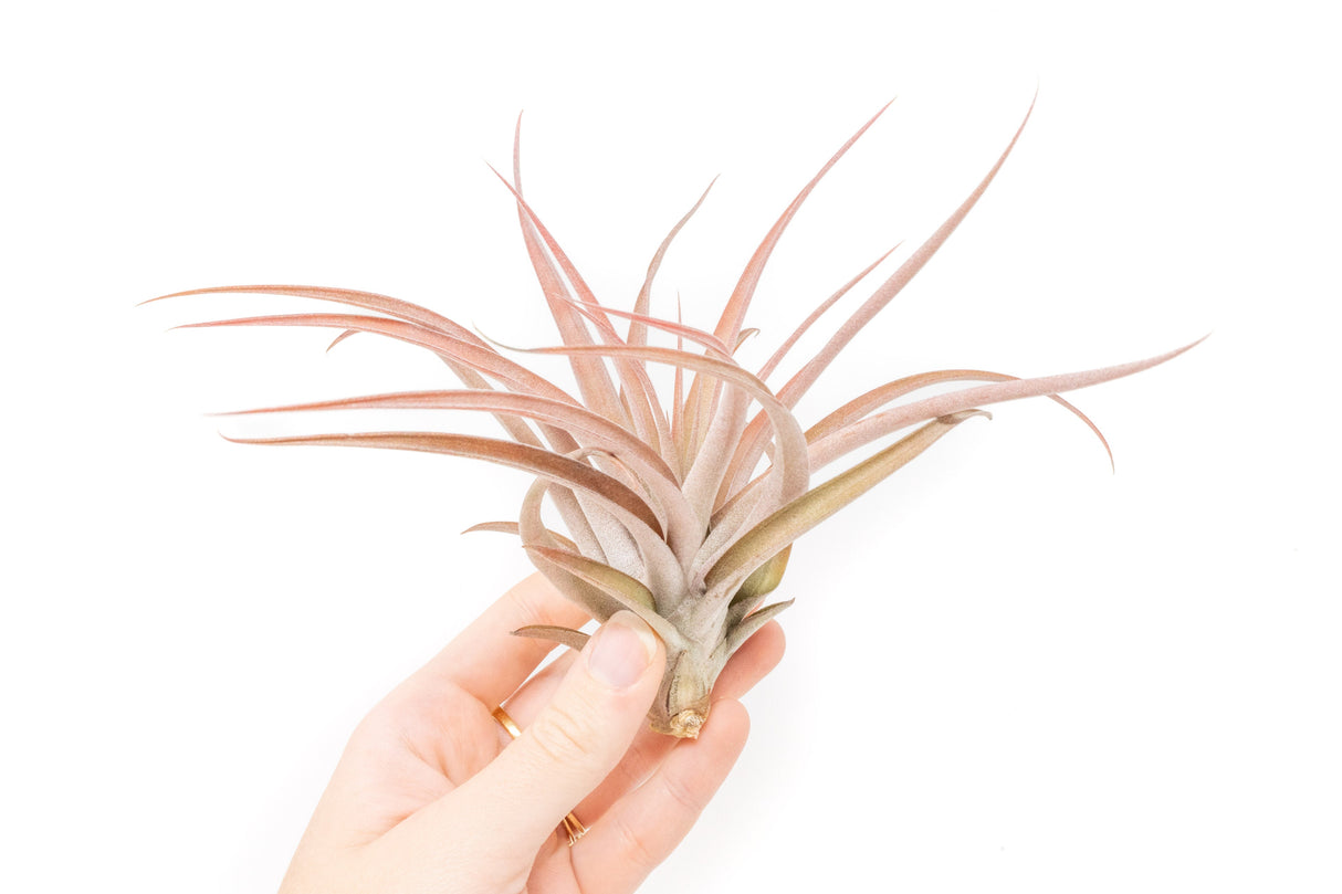 SALE - XL Tillandsia Capitata Peach - Set of 5, 10, or 20 Air Plants - 50% Off