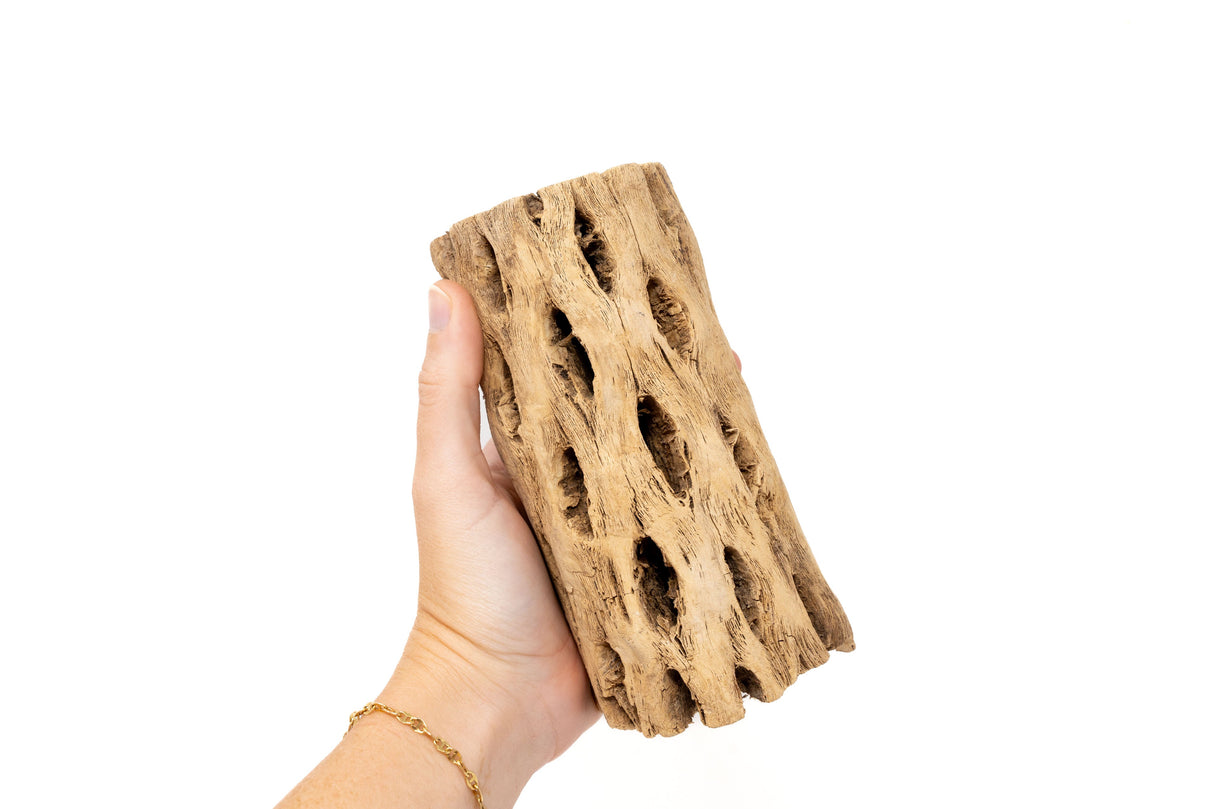 Natural Cholla Wood Container - 6 Inches Tall with Tillandsia Assorted Air Plants