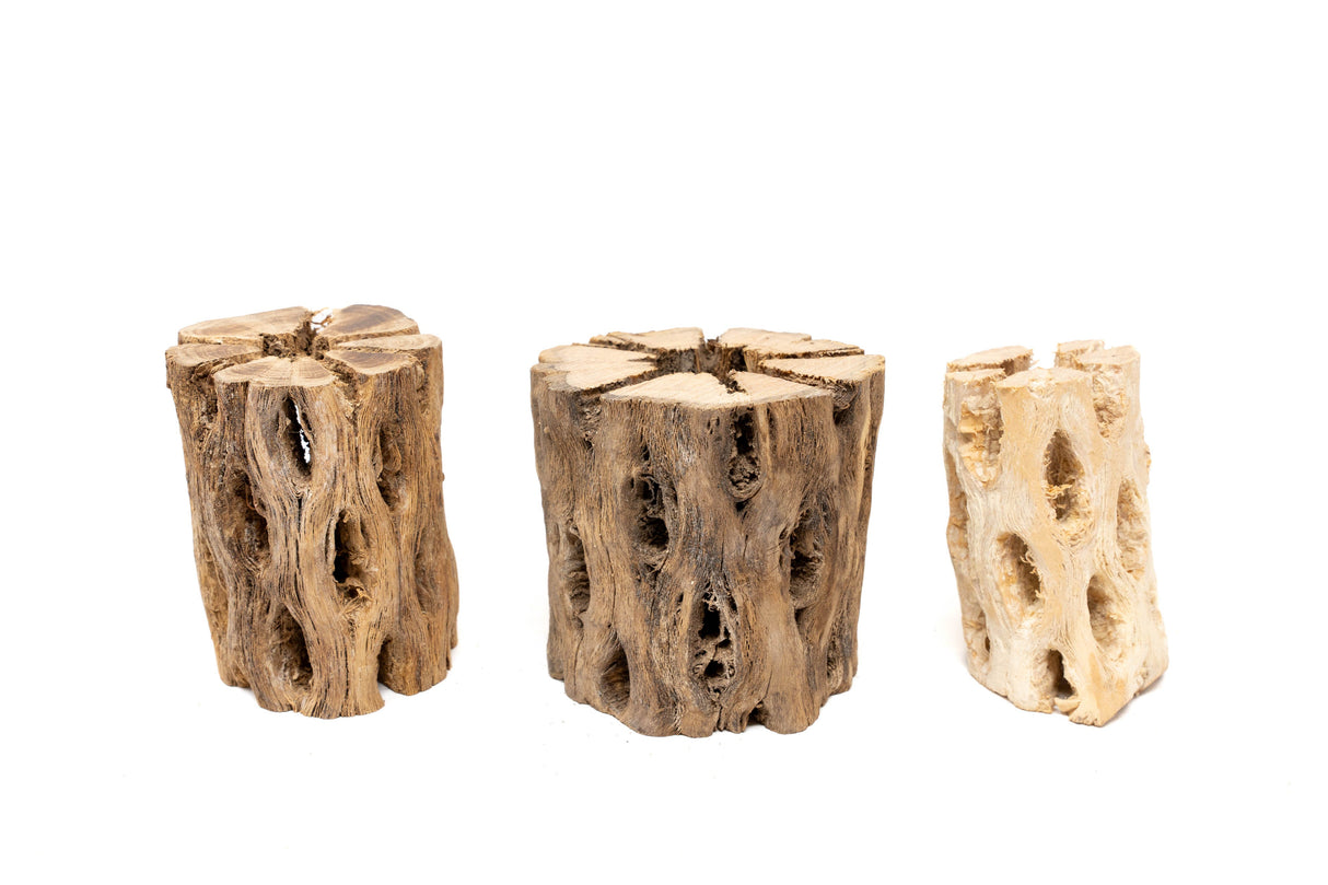 SALE - Natural Cholla Wood Containers with Assorted Tillandsia Air Plants - Set of 3 - 20% Off
