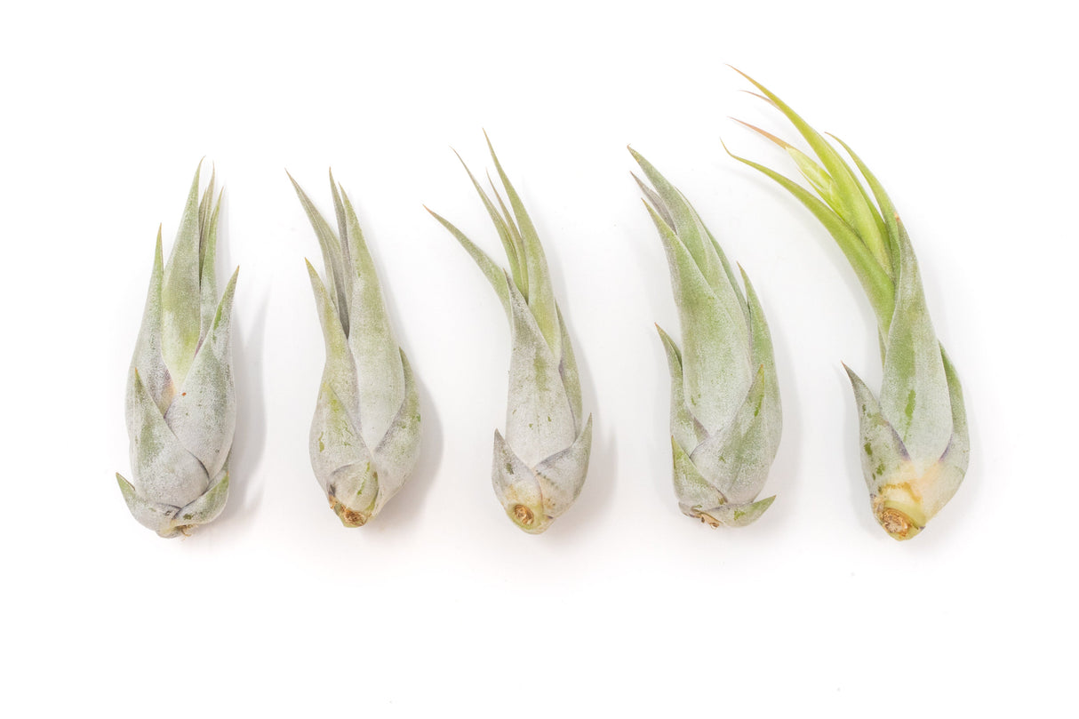 SALE - Tillandsia Circinata 'Paucifolia' Air Plants - Set of 10 or 20 - 60% Off