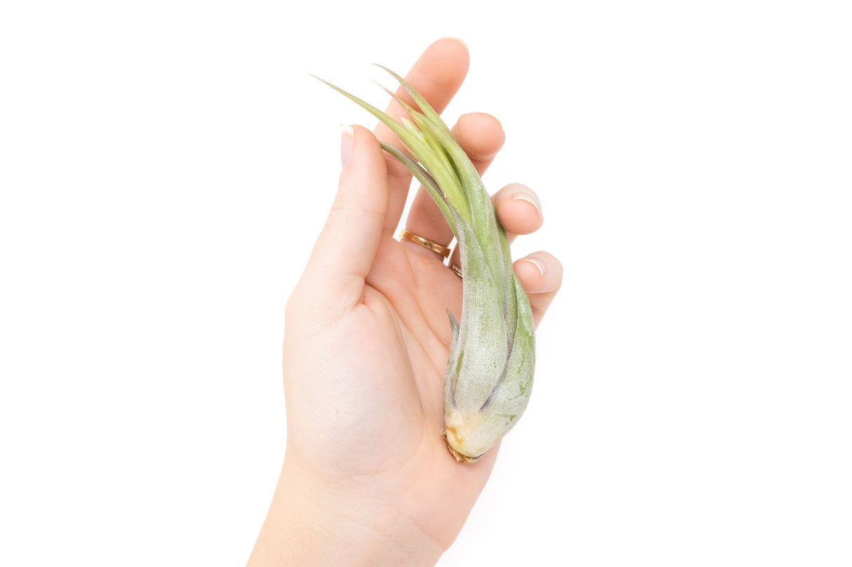 SALE - Tillandsia Circinata 'Paucifolia' Air Plants - Set of 10 or 20 - 60% Off