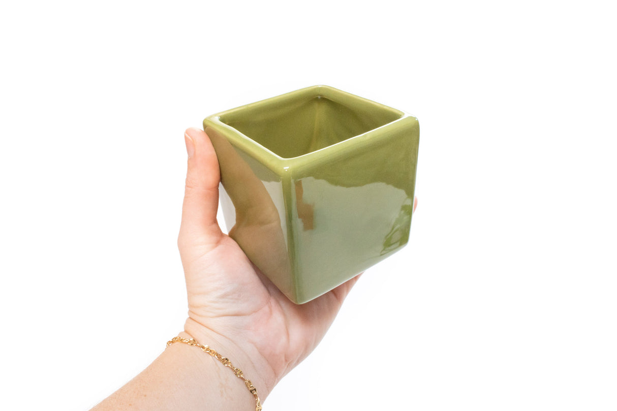 Air Plant Supply Co. Brand Colors Set - Two Ceramic Cube Containers with Tillandsia Xerographica Mini and Juncea