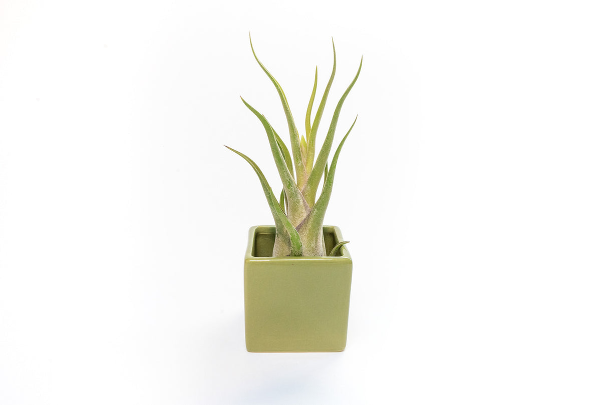 Avocado Green Ceramic Cube Container with Assorted Large Tillandsia Air Plant