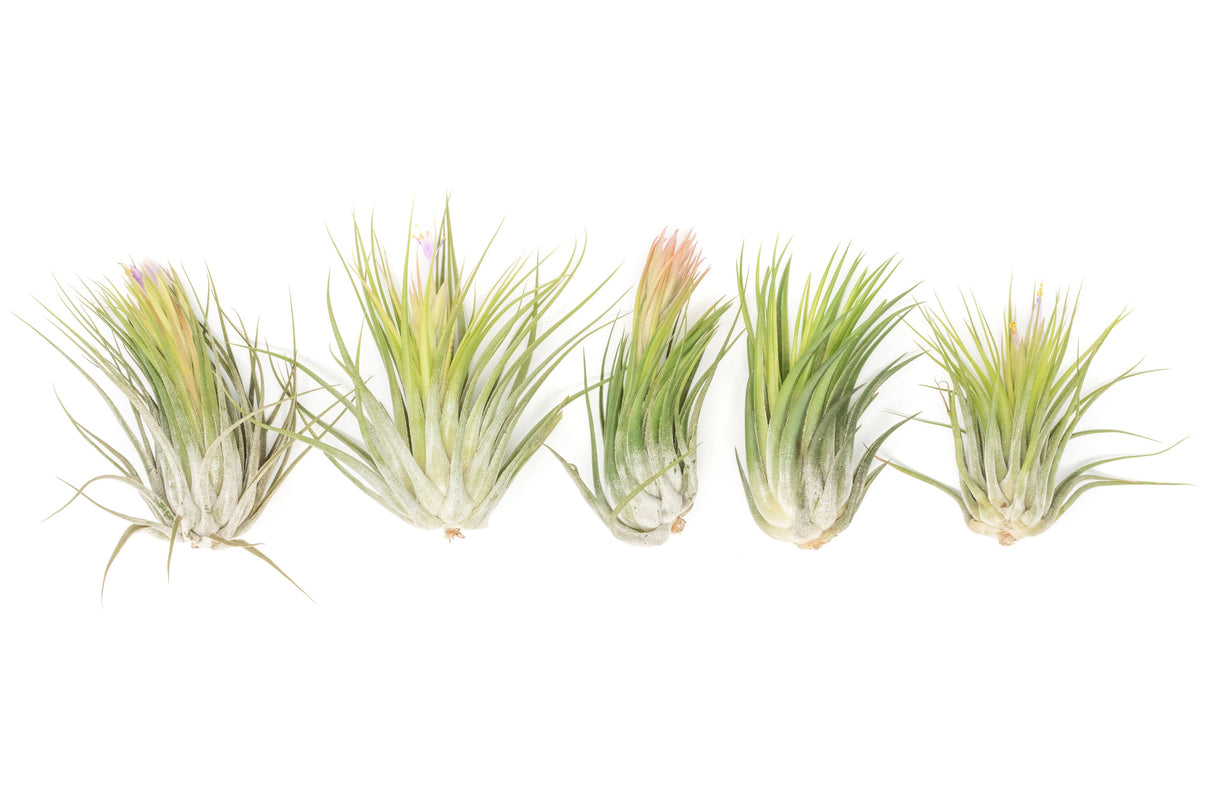 BLOOM SALE - XL Tillandsia Ionantha Scaposa - Set of 5 or 10
