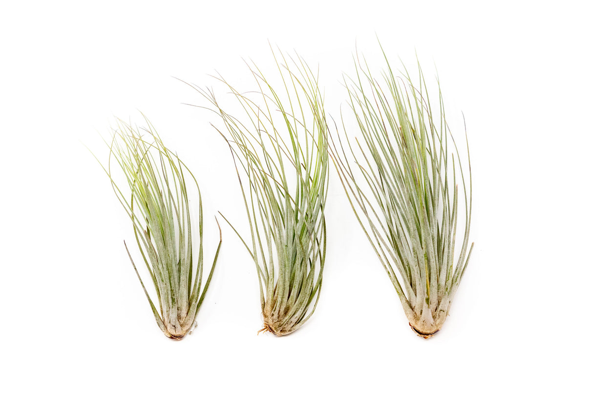 Large Tillandsia Juncea Air Plants / 8-12 Inch Plants