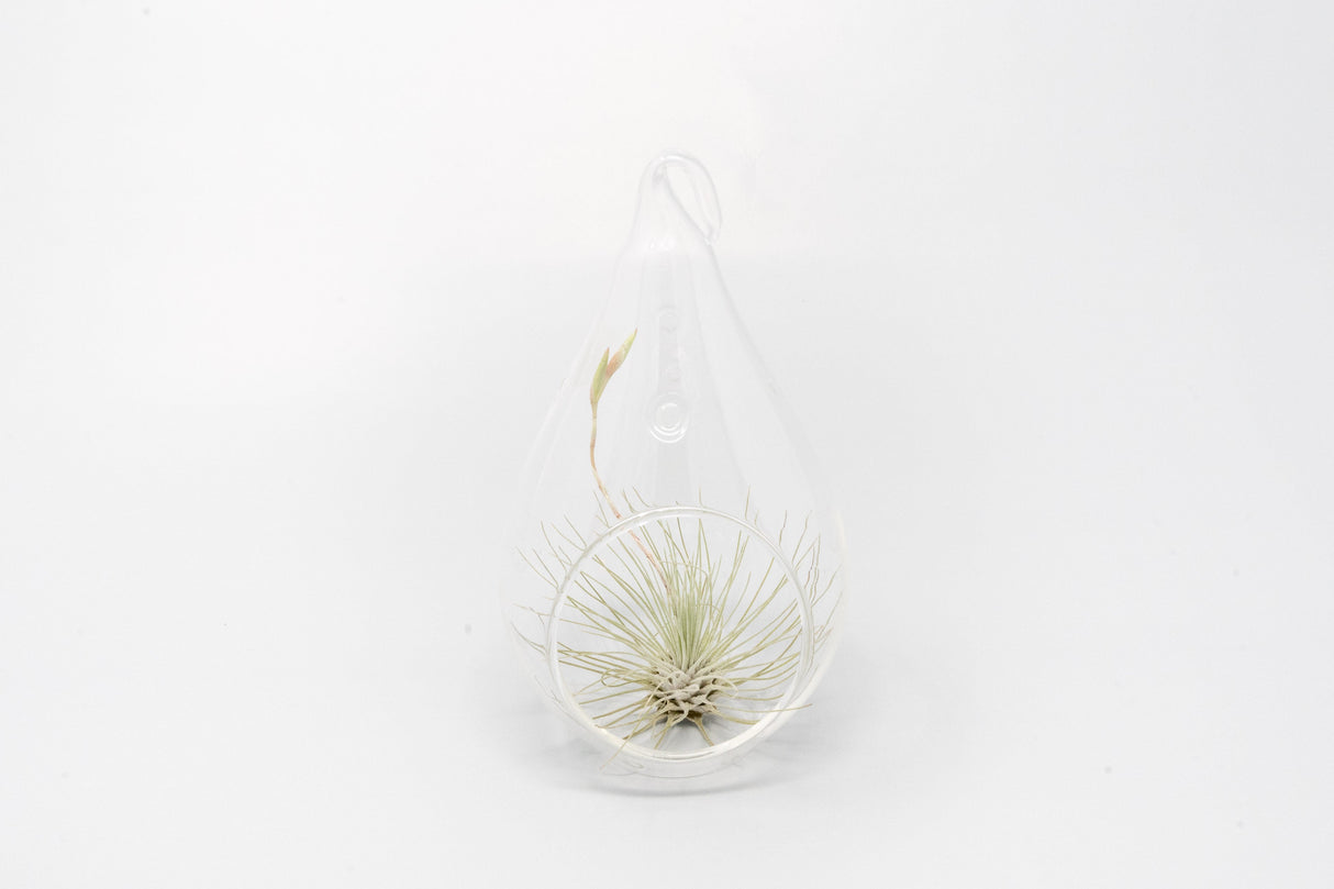 SALE - Teardrop Glass Terrariums - Set of 6 or 12 - 40% Off