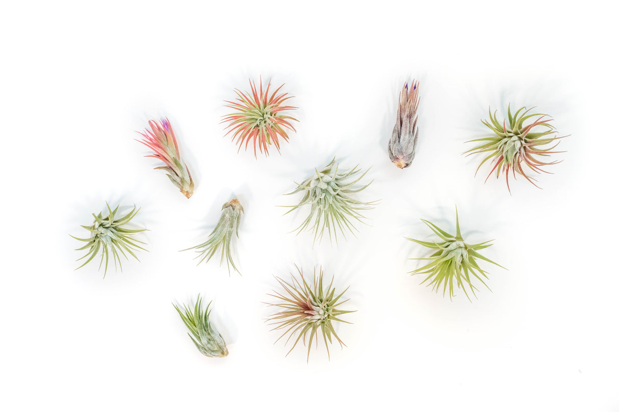 SALE - Mini Tillandsia Ionantha Air Plant Pups - Sets of 5, 10 or 15 - 40% Off