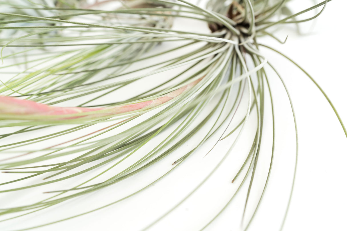 SALE - Special Jumbo Tillandsia Air Plants - Set of 12 - 40% Off