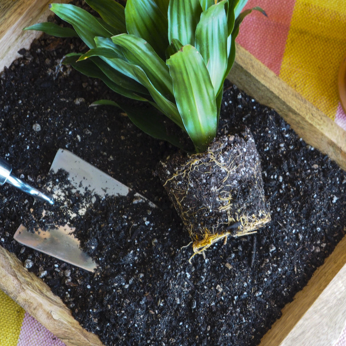 Indoor Plant Potting Soil