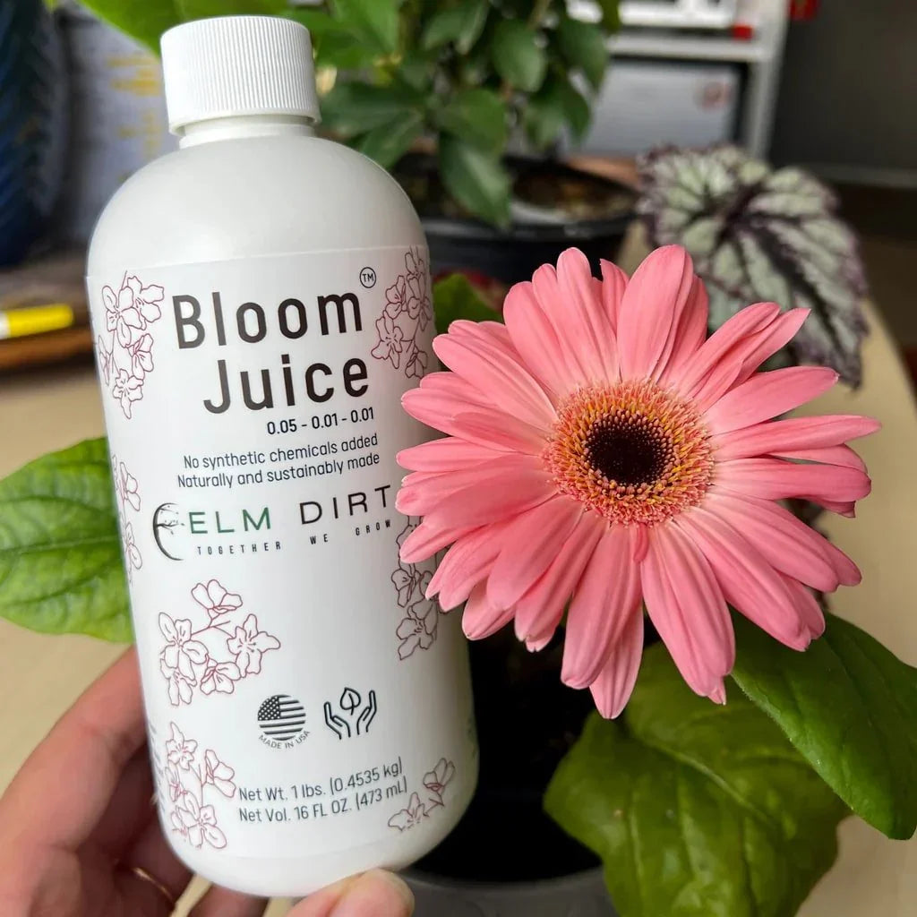 Bloom Juice - Award-Winning Formula