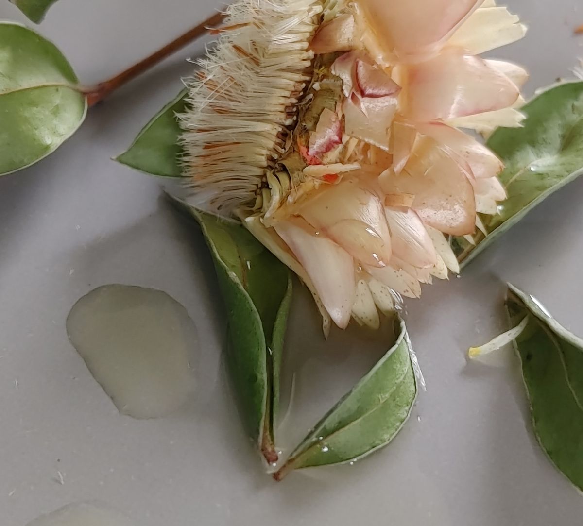 "Clearing" Face Oil