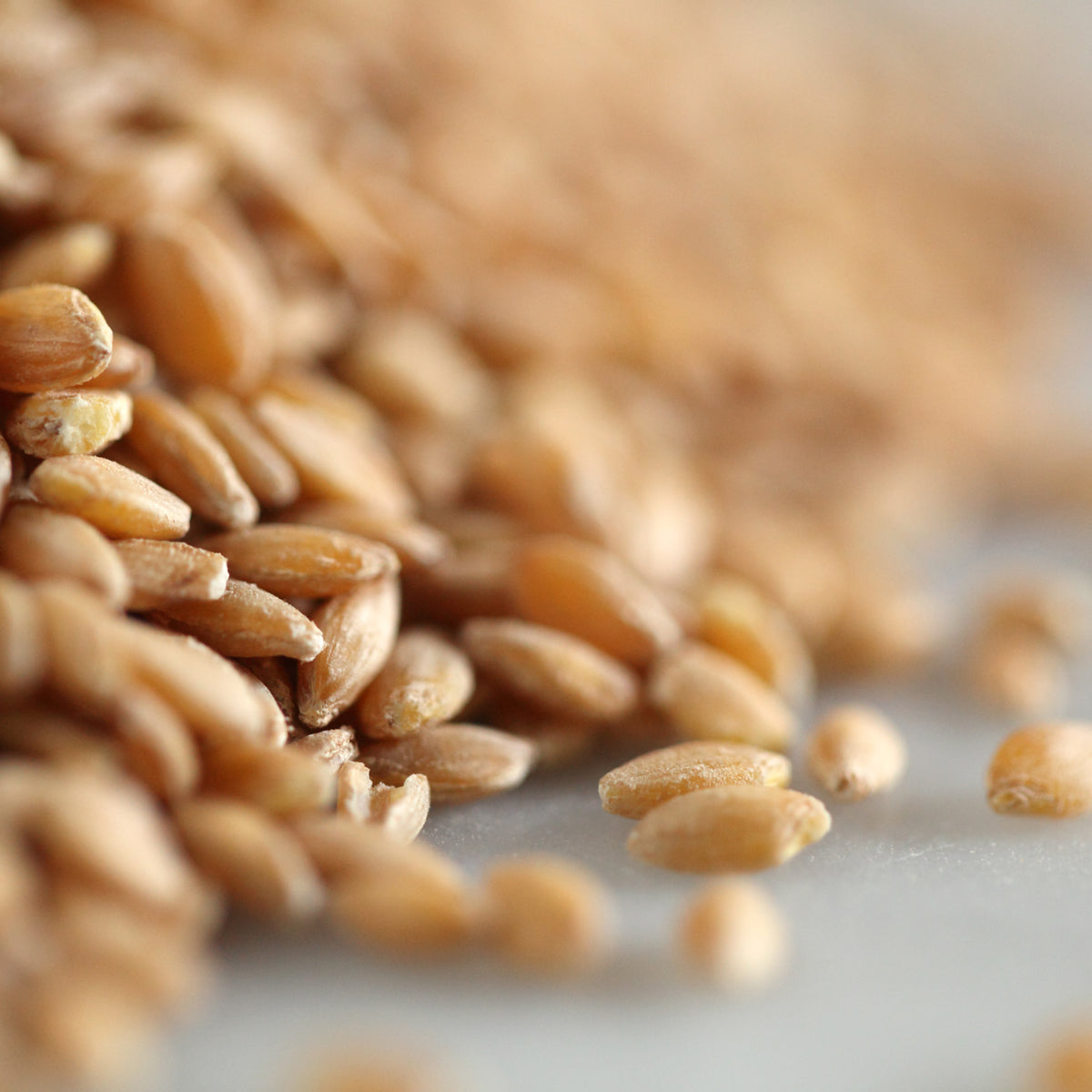 Organic Einkorn Wheat Berries 1 lb.