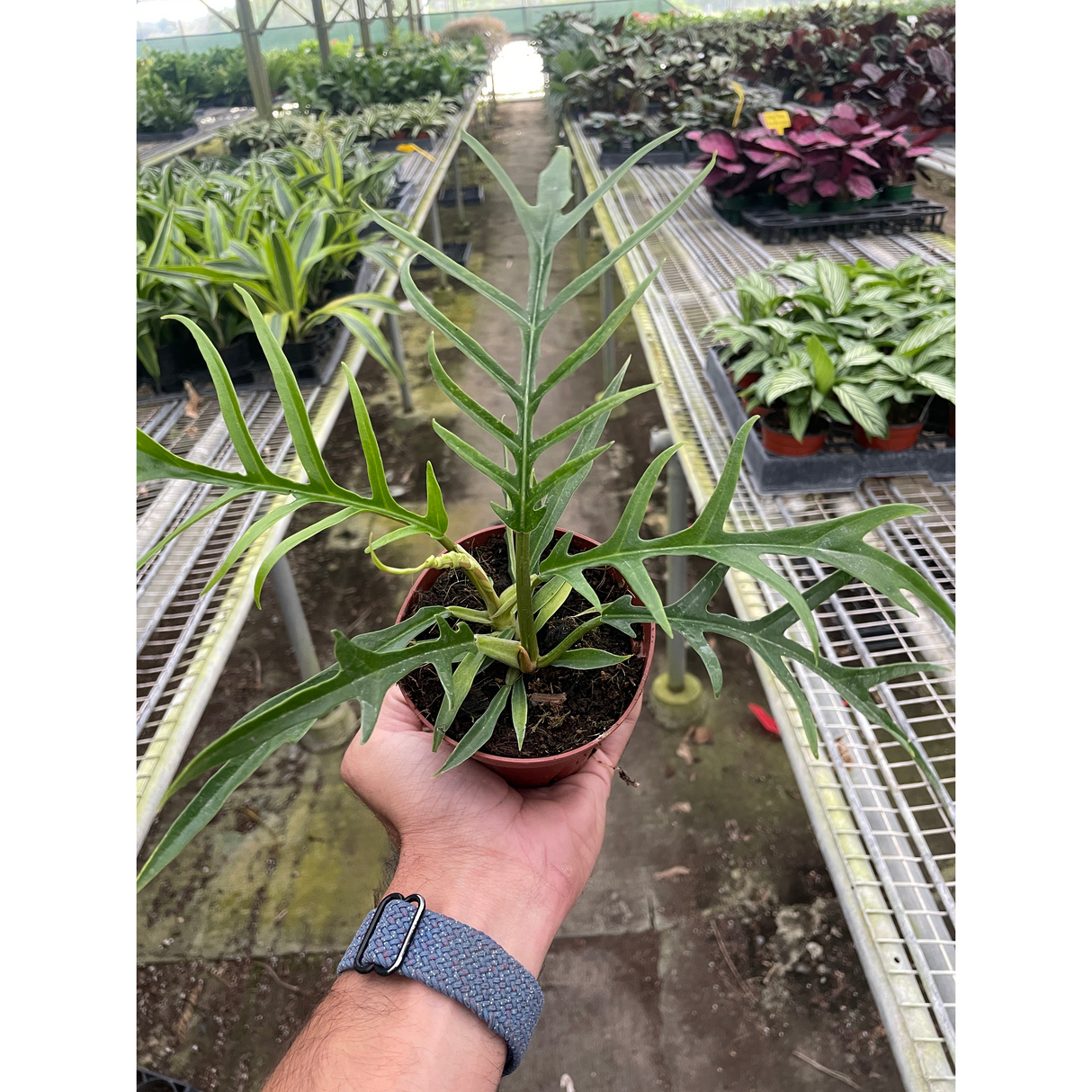 Philodendron 'Tortum'
