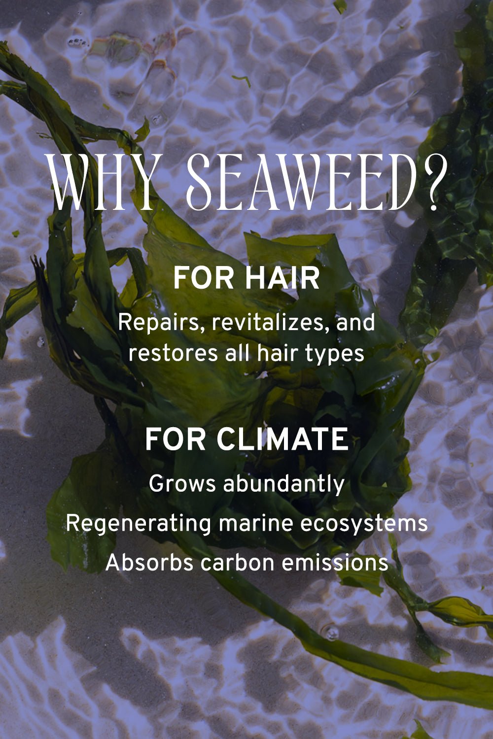 Hair & Scalp Serum | Hydration & Shine