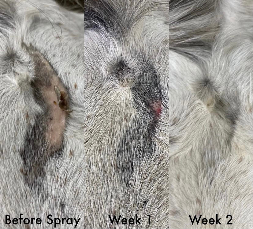 Hair Regrowth Spray for Dogs & Horses