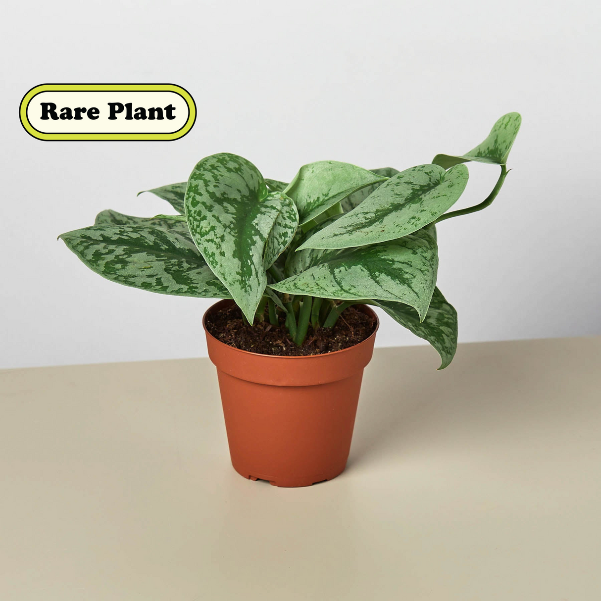 Pothos 'Silver Splash'