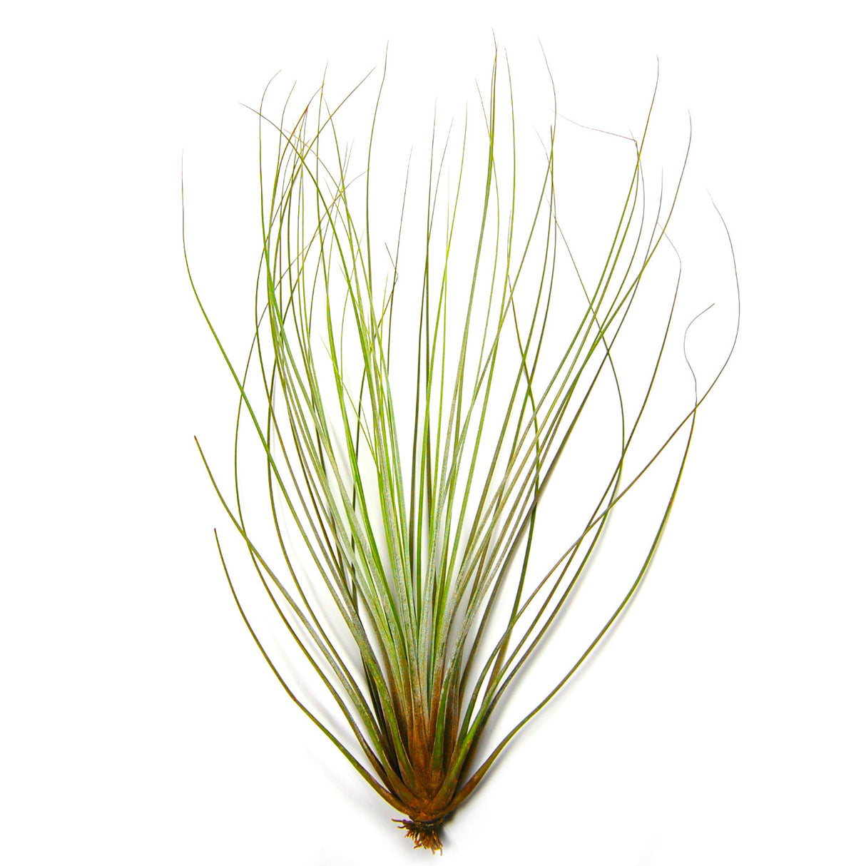 Large Tillandsia Juncifolia Air Plants / 8-12 Inch Plants