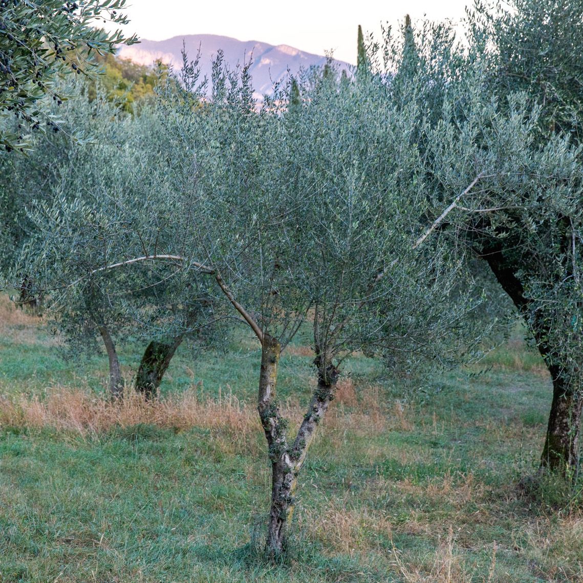 Mini Extra Virgin Olive Oil