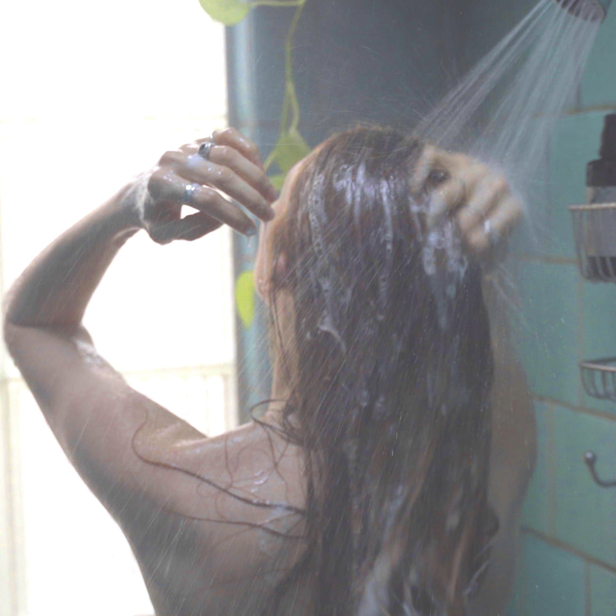 Sweet Sunrise Shampoo (240ml)- Collective