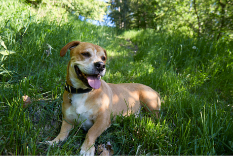 The Hidden Dangers in the Dish: Why Toxic-Free Dog Treats are Essential for Canine Longevity