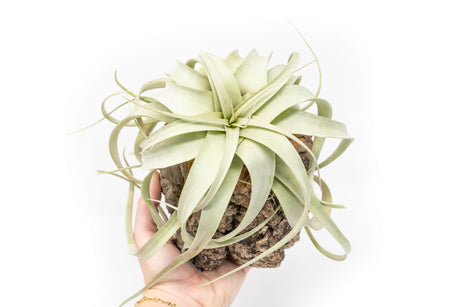 Air Plant Supply Co.