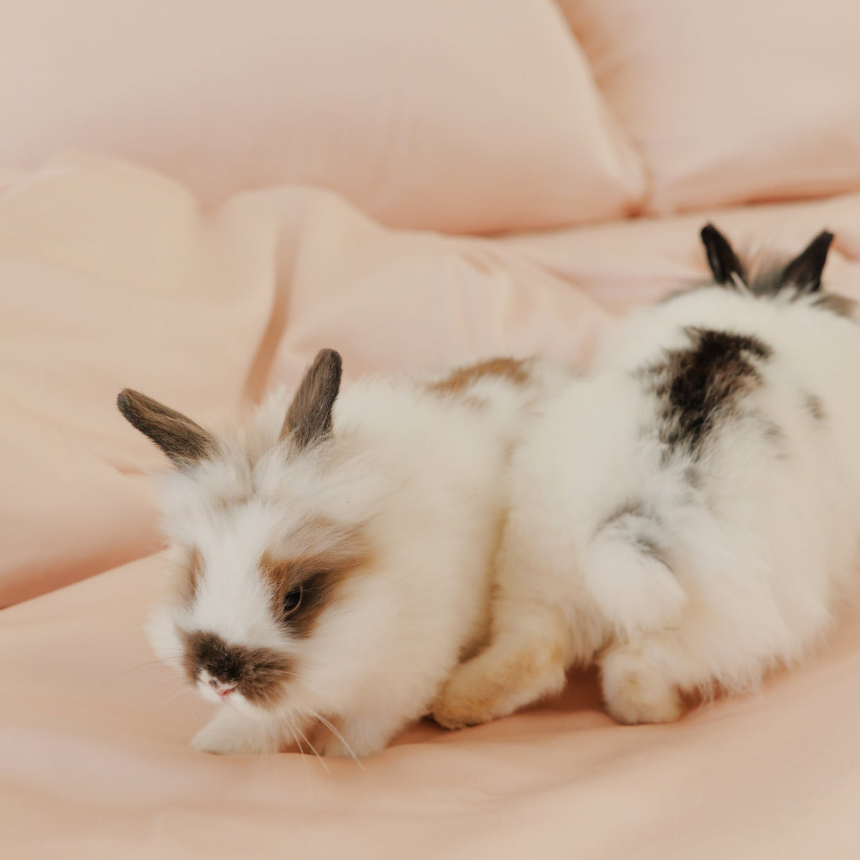 Organic Bamboo Sateen Bed Sheet Set