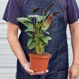 Calathea 'Grey Star'
