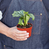 Calathea 'Orbifolia'