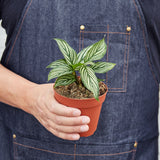 Calathea 'Vittata'