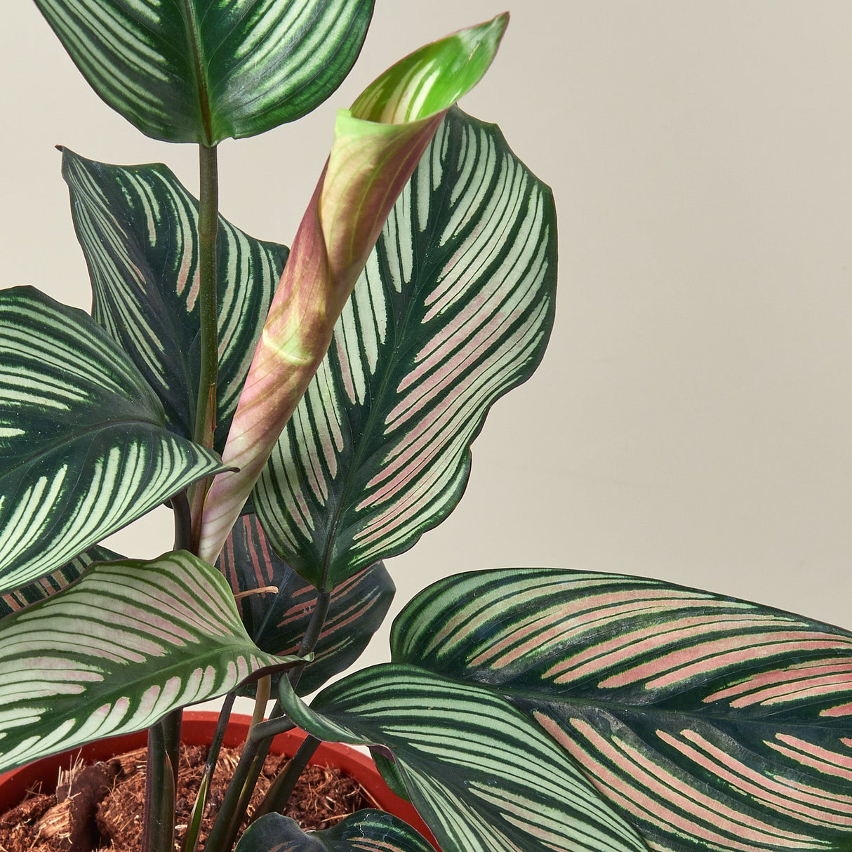 Calathea 'White Star'