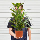 Dracaena 'Combo'