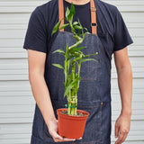 Dracaena 'Lucky Bamboo'