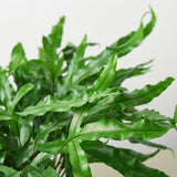 Fern 'Kangaroo Paw'
