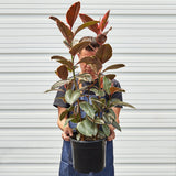 Ficus Elastica 'Ruby Pink'