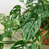 Monstera Adansonii 'Swiss Cheese'