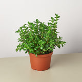 Nematanthus Candy Corn Plant 'Brazilian Firecracker'