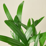 Areca Palm
