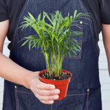 Parlor Palm