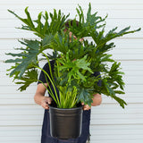 Philodendron 'Lickety Split' - 8" Pot