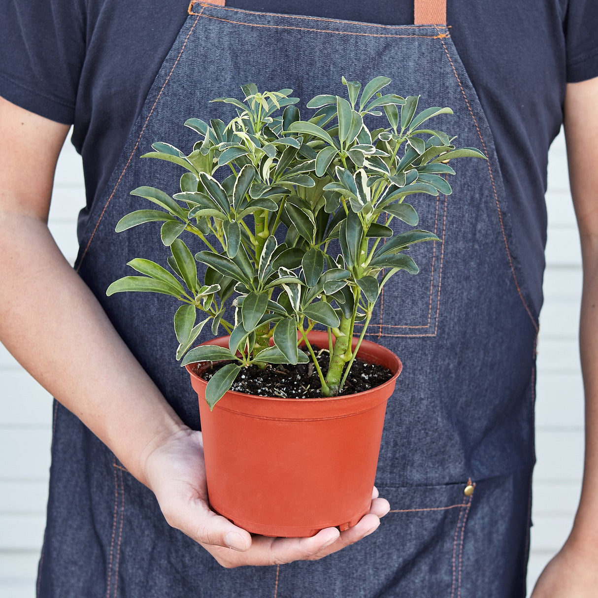 Schefflera 'Moonlight'