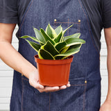 Snake Plant 'Black Gold'