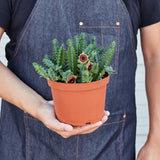 Lifesaver Cactus