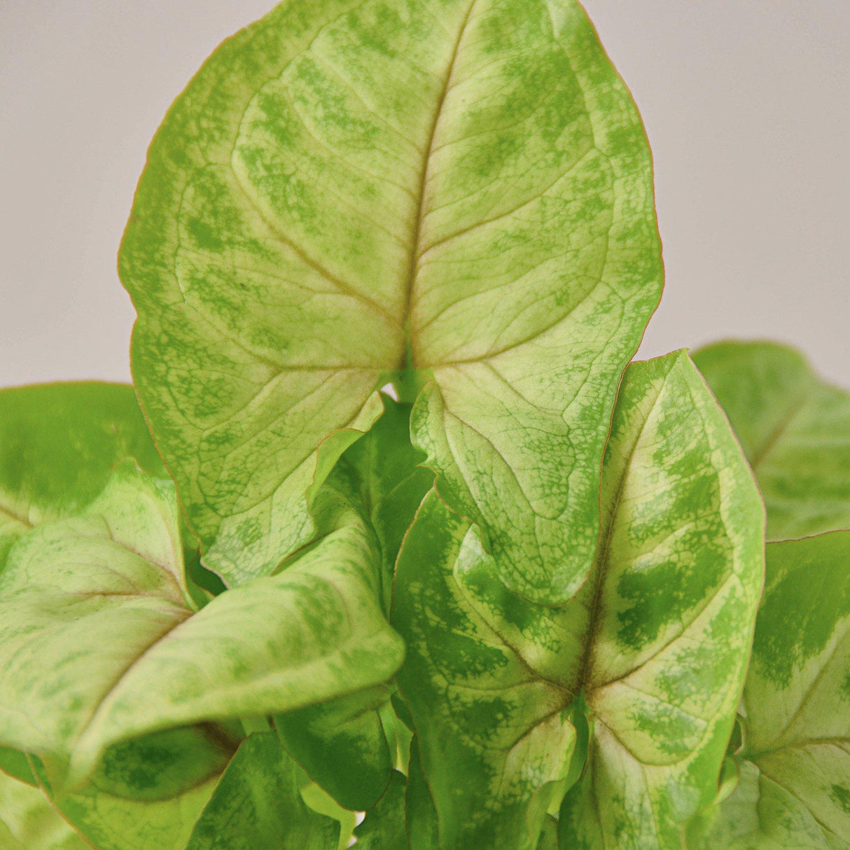 Syngonium 'Gold'
