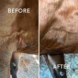 16oz Equine Healing Gel