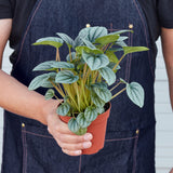 Peperomia 'Frost