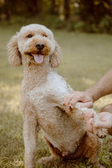Colloidal Oatmeal Dog Shampoo Bar