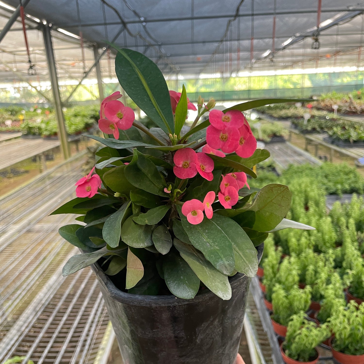 Crown of Thorns