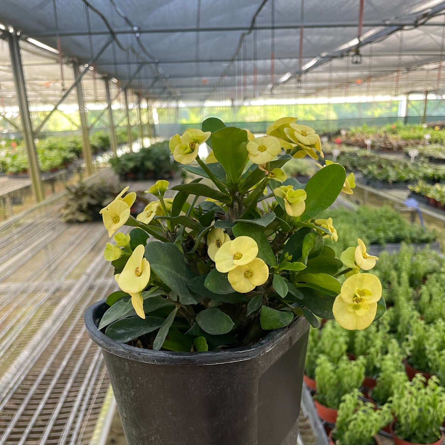Crown of Thorns