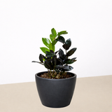 ZZ Zamioculcas 'Black Queen'