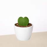 Hoya 'Sweetheart'